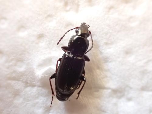 Réf. 319 976 : Pterostichus sp.